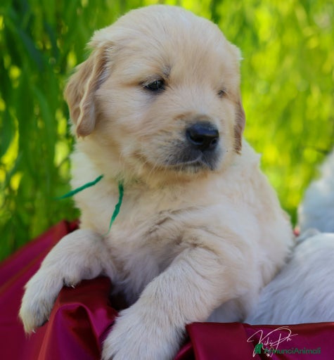 Immagine della galleria {{count}}