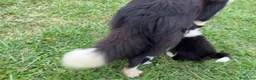 Bearded Collie cani in vendita: Boarder Collie  - Annuncio 2