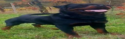 Rottweiler cani in vendita: Disponibili cucciolo Rottweiler - Annuncio 22