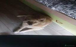 Meticcio cani in regalo: JOHN TAFLIA PICCOLA a Città metropolitana di Catania - Immagine 3