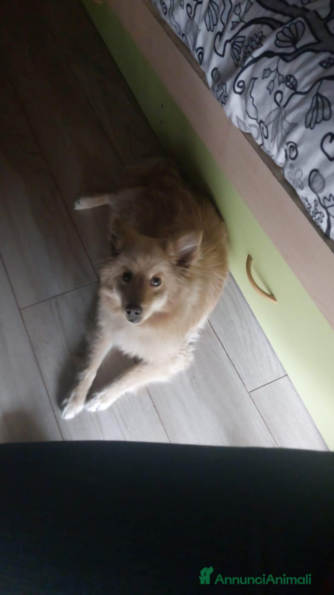 Meticcio cani in regalo: JOHN TAFLIA PICCOLA a Città metropolitana di Catania - Immagine 3