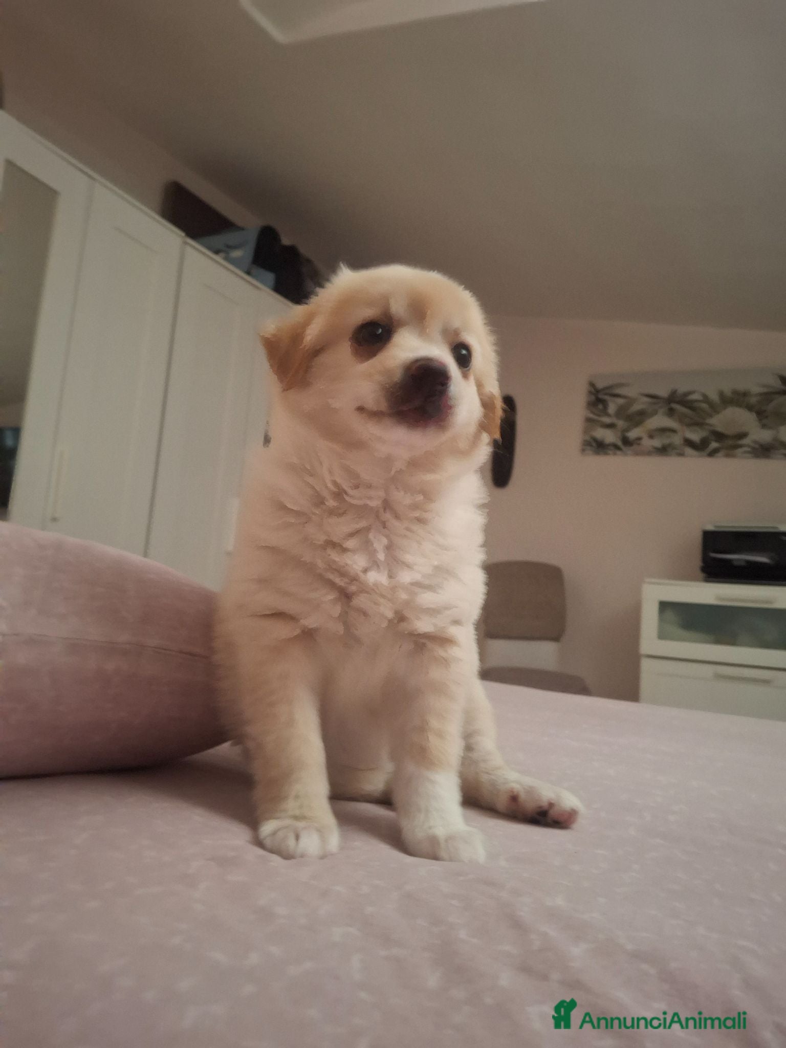 Meticcio cani Cucciola meravigliosa  - Annuncio 9
