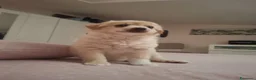 Meticcio cani in regalo: Cucciola meravigliosa  - Annuncio 1