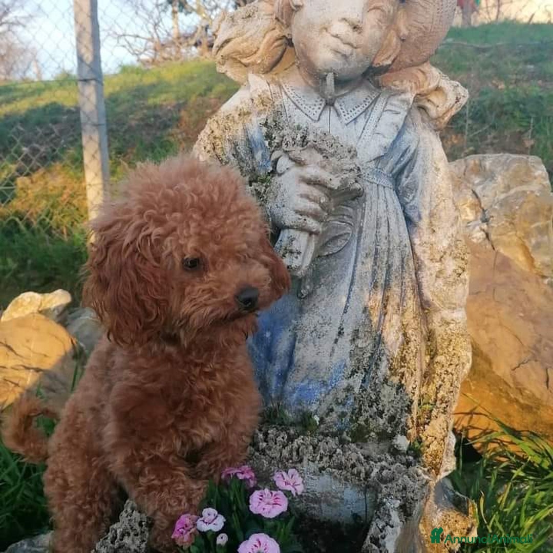 Immagine della galleria {{count}}