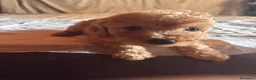 Barboncino Toy cani in vendita: Cuccioli di Barboncino toy - Annuncio 6