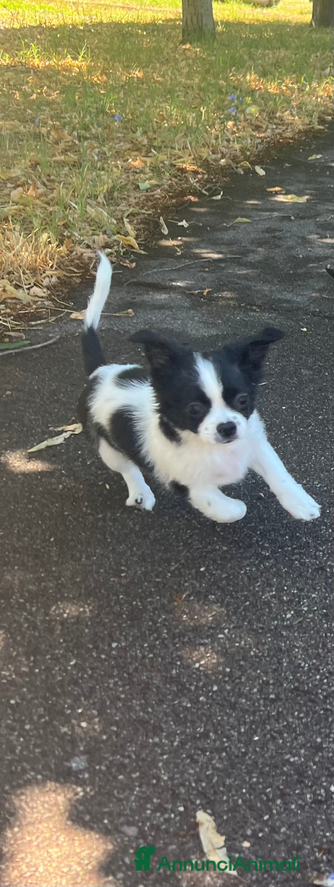 Chihuahua cani in vendita: Femmina pedigree pelo lungo a Provincia di Reggio Emilia - Immagine 7
