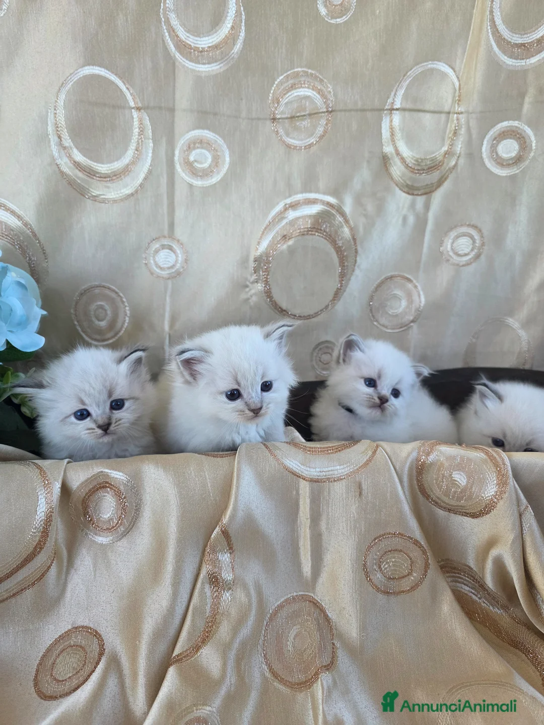 Siberiano gatti in vendita: Cuccioli Siberiani Neva Masquerade selezionati  - Annuncio 9