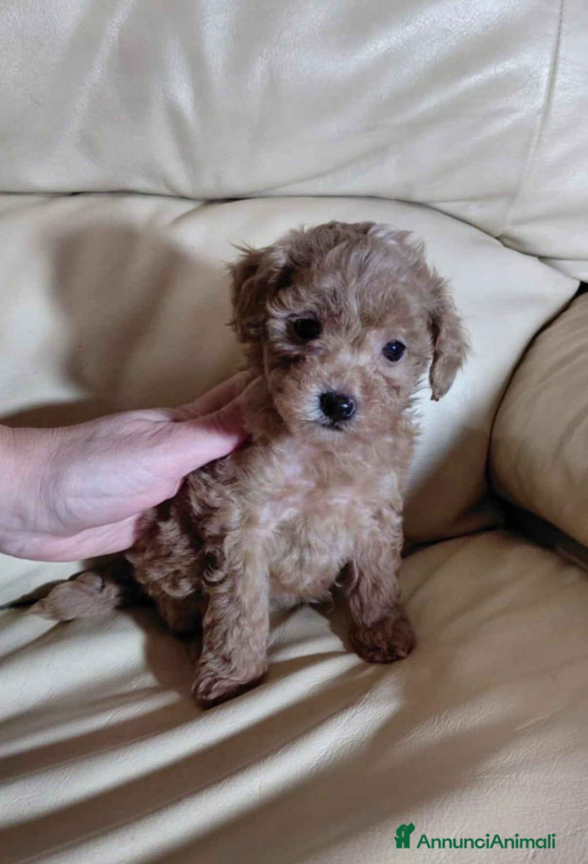 Barboncino Toy cani Barboncino mini Toy femmina 60 giorni - Annuncio 2