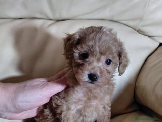 Barboncino Toy cani Barboncino mini Toy femmina 60 giorni - Annuncio 2