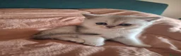 Scottish gatti in vendita: Gattini Scottish Straight  - Annuncio 10