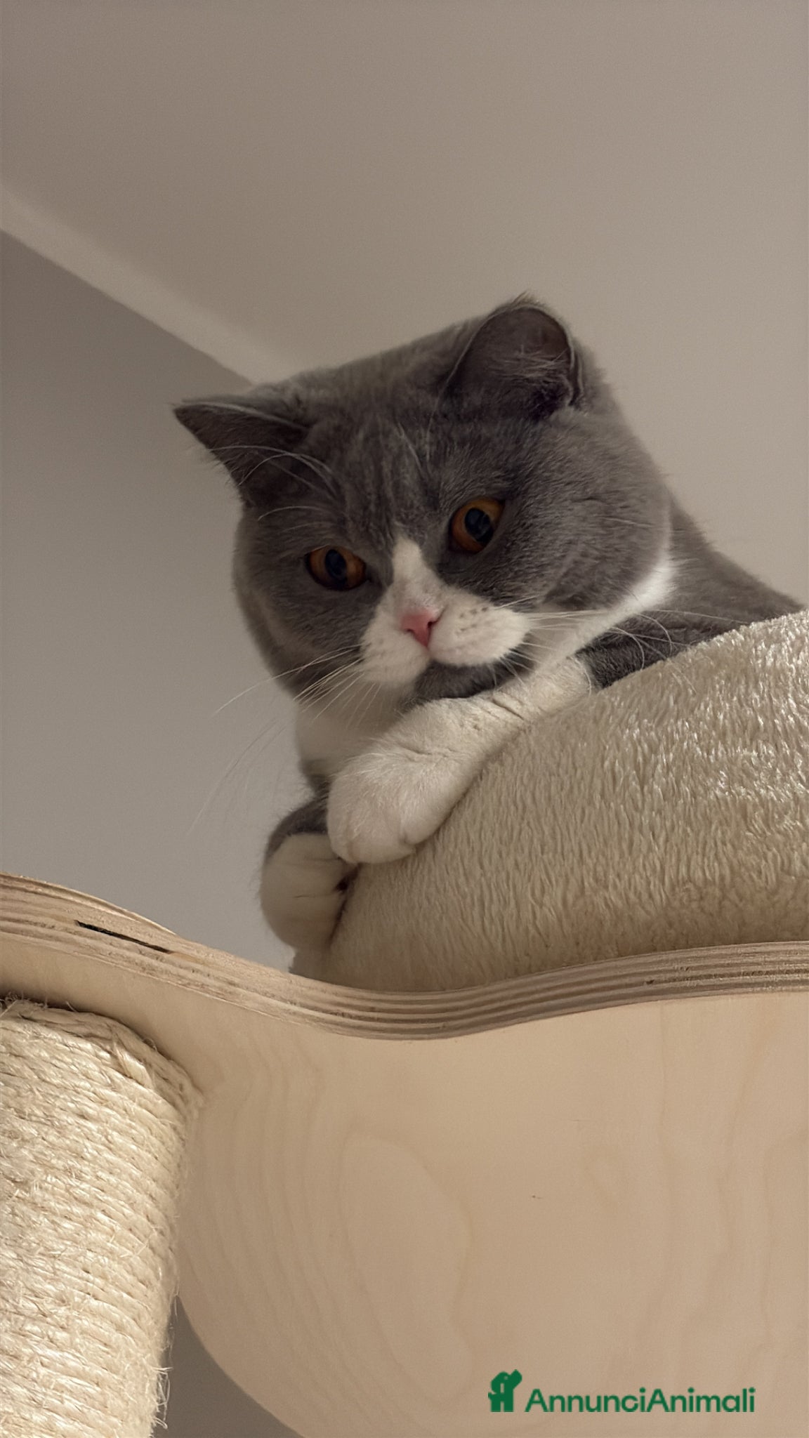 British gatti British Shorthair  - Annuncio 5