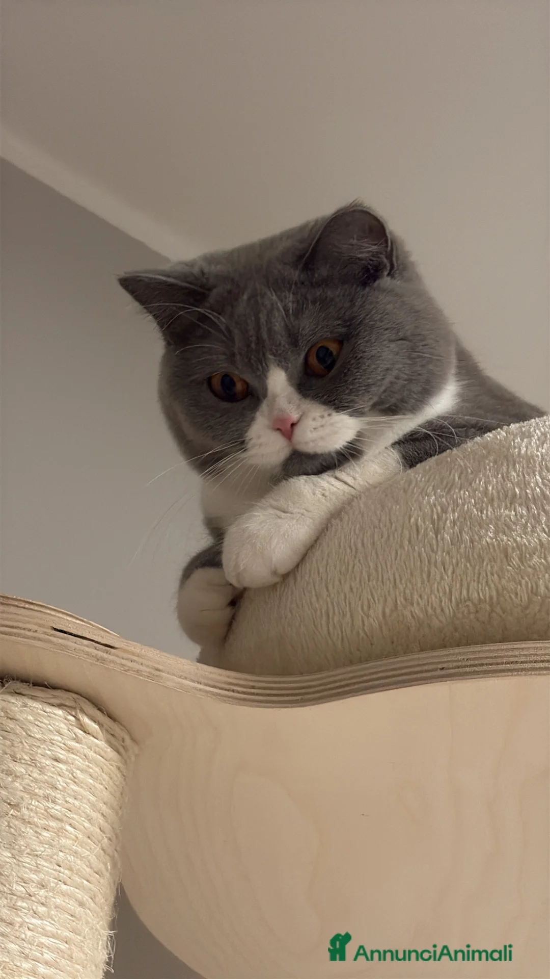 British gatti in vendita: British Shorthair  - Annuncio 1