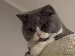 British gatti British Shorthair - Annuncio 5