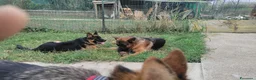 Pastore Tedesco cani in vendita: Cuccioli pastore tedesco  a Provincia di Vercelli - Annuncio 4