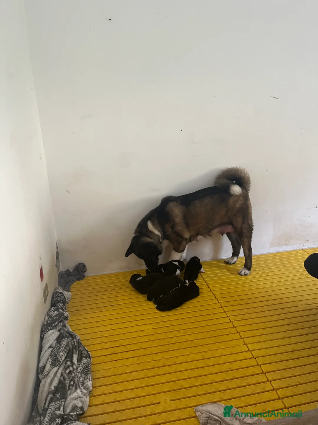 Akita Americano cani in vendita: Cuccioli di Akita americano - Annuncio 6