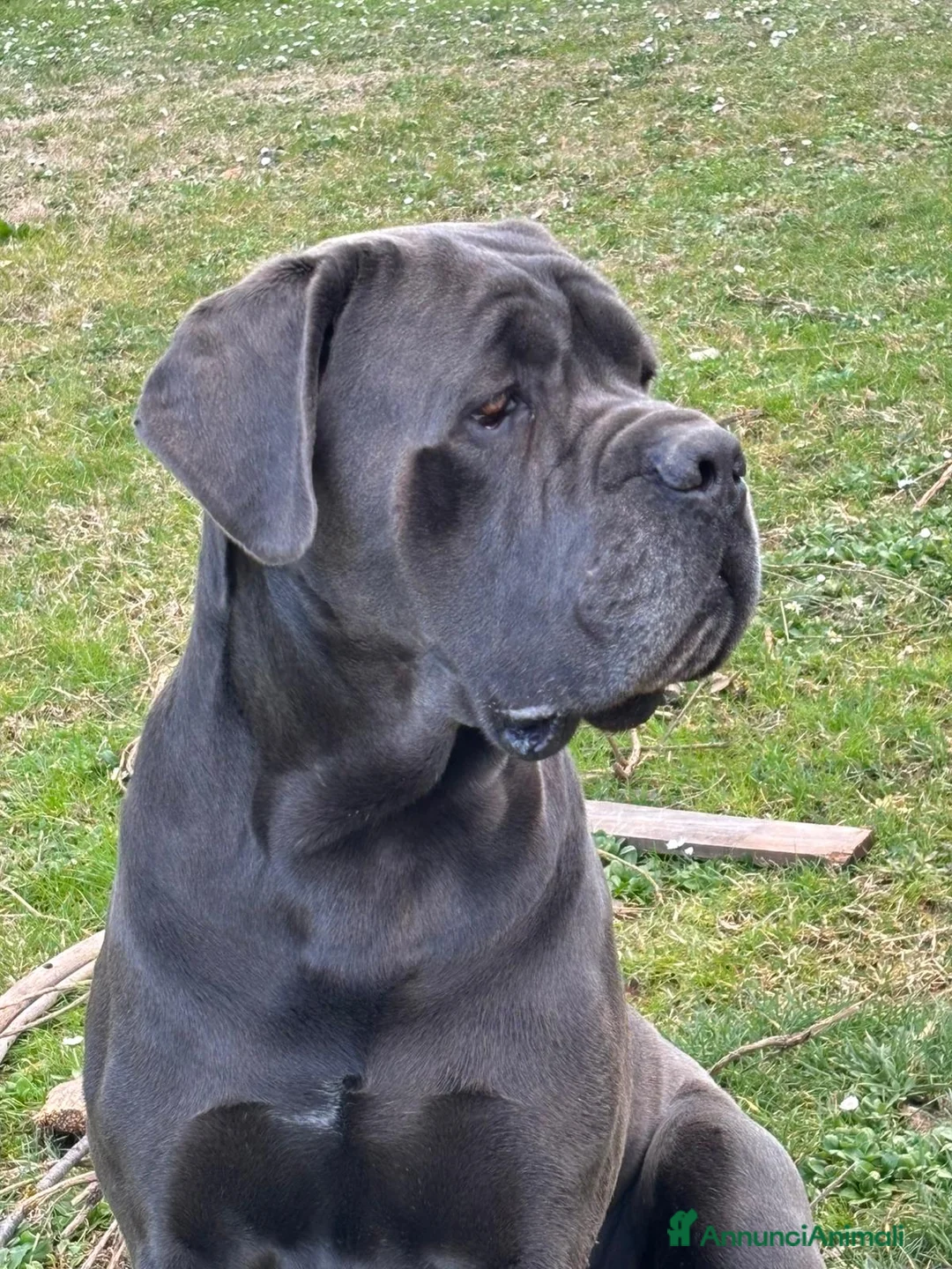 Cane Corso cani in vendita: Cuccioli di cane corso  - Annuncio 10