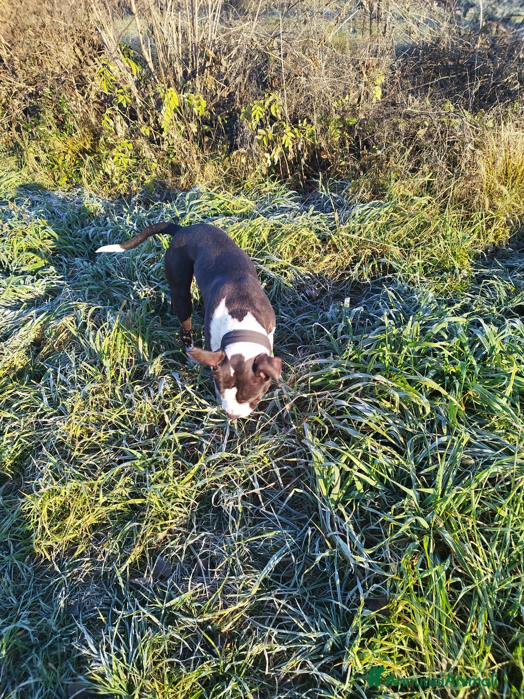 Pitbull cani in regalo: Simba a Provincia di Brescia - Immagine 2