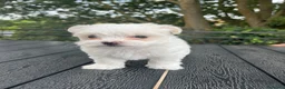 Maltese cani in vendita: Cuccioli Maltese toy - Annuncio 4