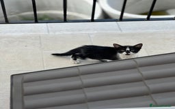 Europeo gatti in regalo: Gattina bellissima cerca casa a Provincia di Frosinone - Immagine 1
