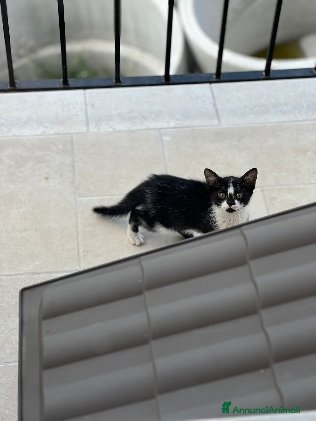 Europeo gatti in regalo: Gattina bellissima cerca casa a Provincia di Frosinone - Immagine 1
