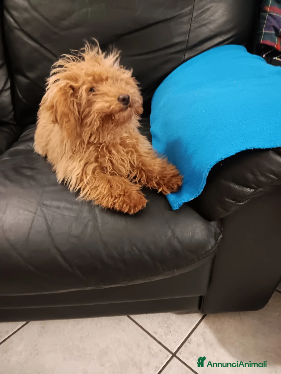 Barboncino Toy cani in vendita: Barboncino toy  - Annuncio 5