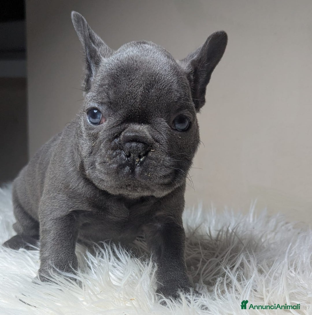 Bulldog Francese cani in vendita: Bulldog francese  - Annuncio 5