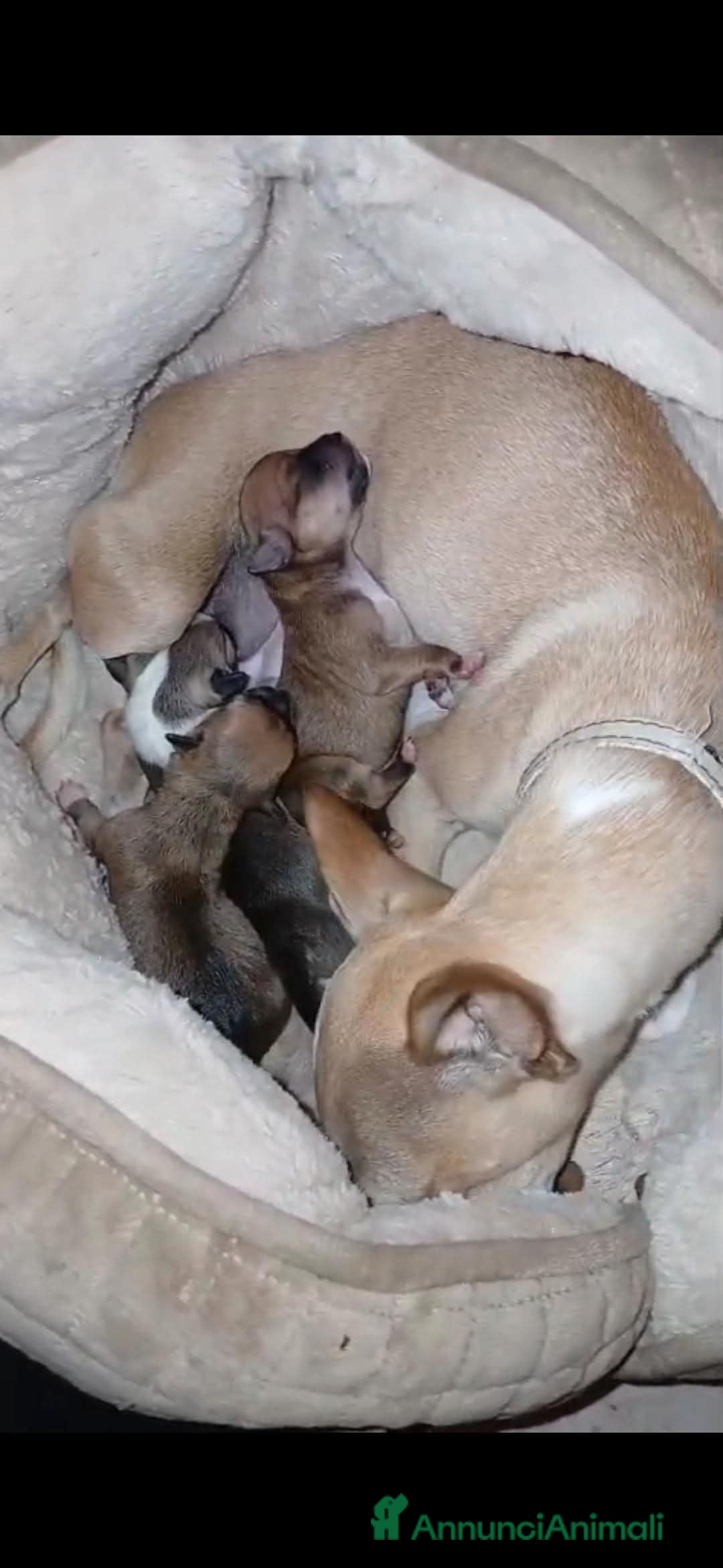 Chihuahua cani in vendita: Cuccioli di Chihuahua - Annuncio 1