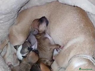 Chihuahua cani Cuccioli di Chihuahua - Annuncio 13