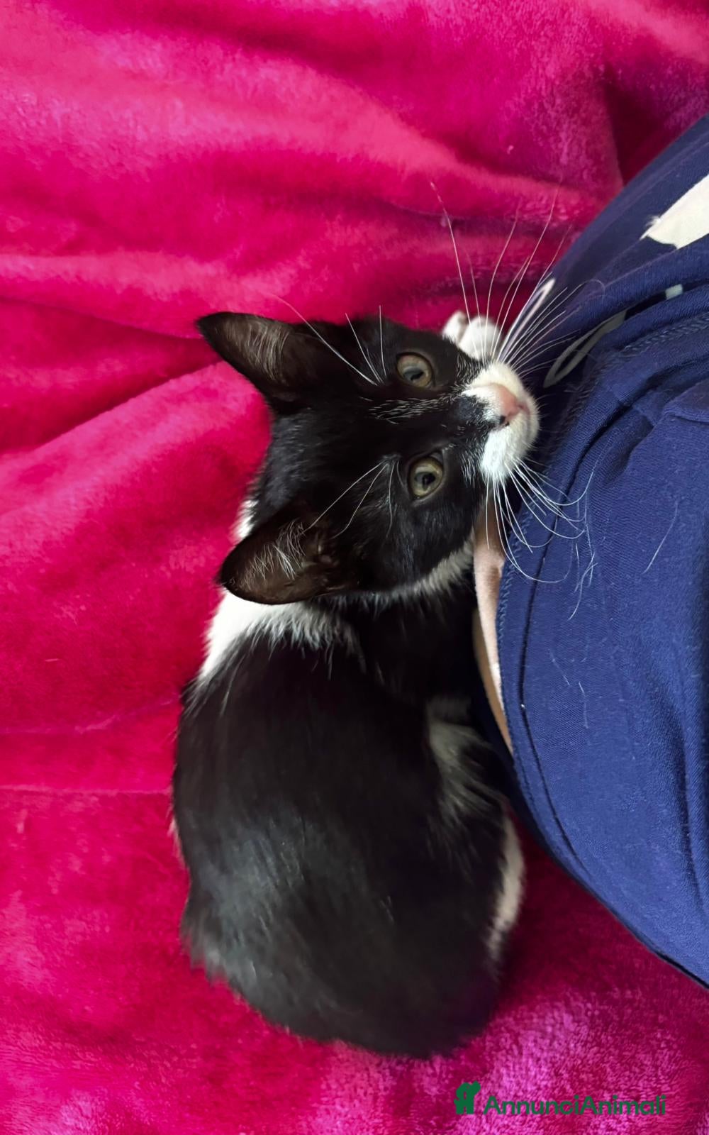 Europeo gatti Gattino  - Annuncio 3