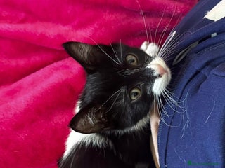 Europeo gatti Gattino - Annuncio 3