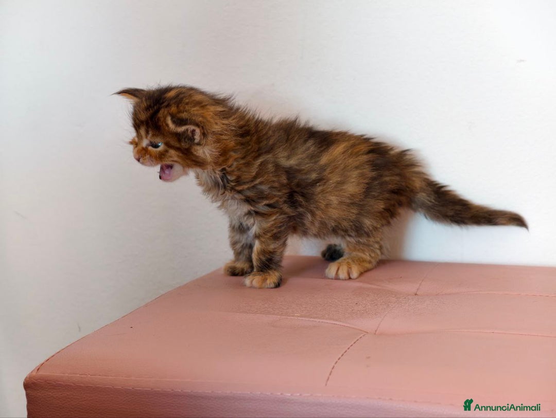 Maine Coon gatti in vendita: Cucciola Maine coon  - Annuncio 6