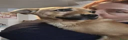 Meticcio cani in regalo: SILVYE cucciola coccolona  - tg piccola a Città metropolitana di Milano - Annuncio 3
