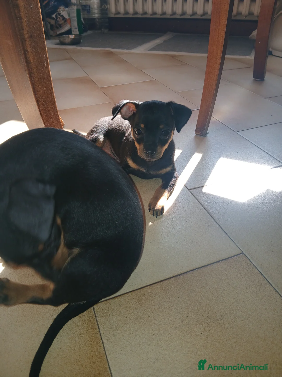 Pinscher Miniatura cani in vendita: Ultimi cuccioli pinscher  - Annuncio 2