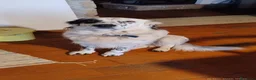 Meticcio cani in regalo: adozione di Argo a Città metropolitana di Roma Capitale - Annuncio 15