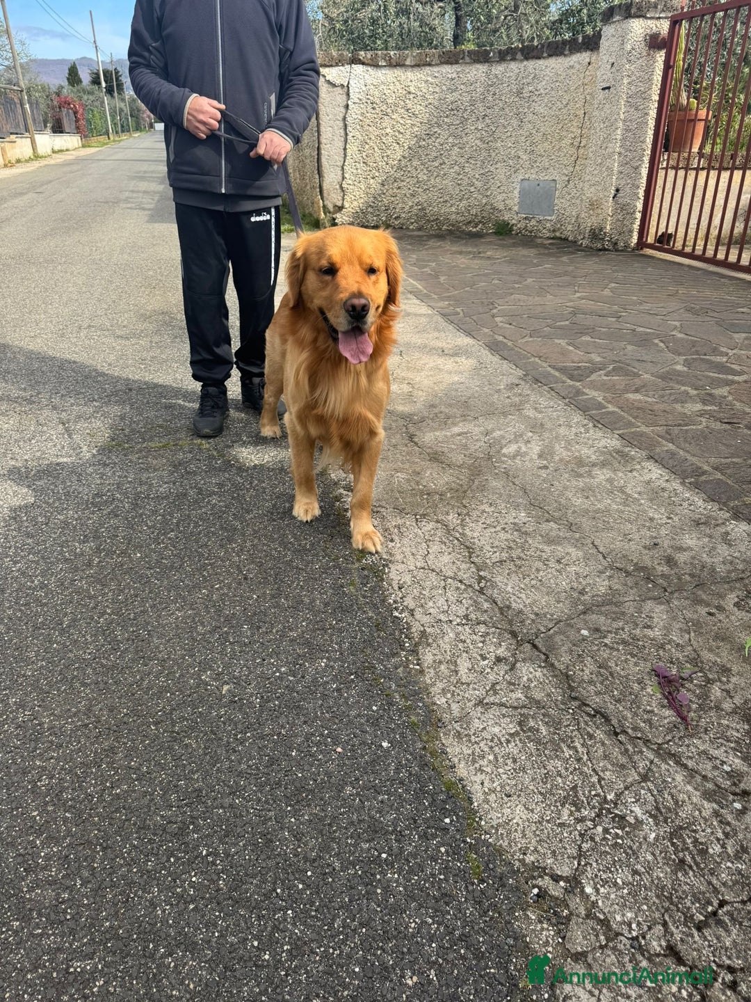Golden Retriever cani in vendita: Cucciolo di Golden retriver anglo americani  - Annuncio 16