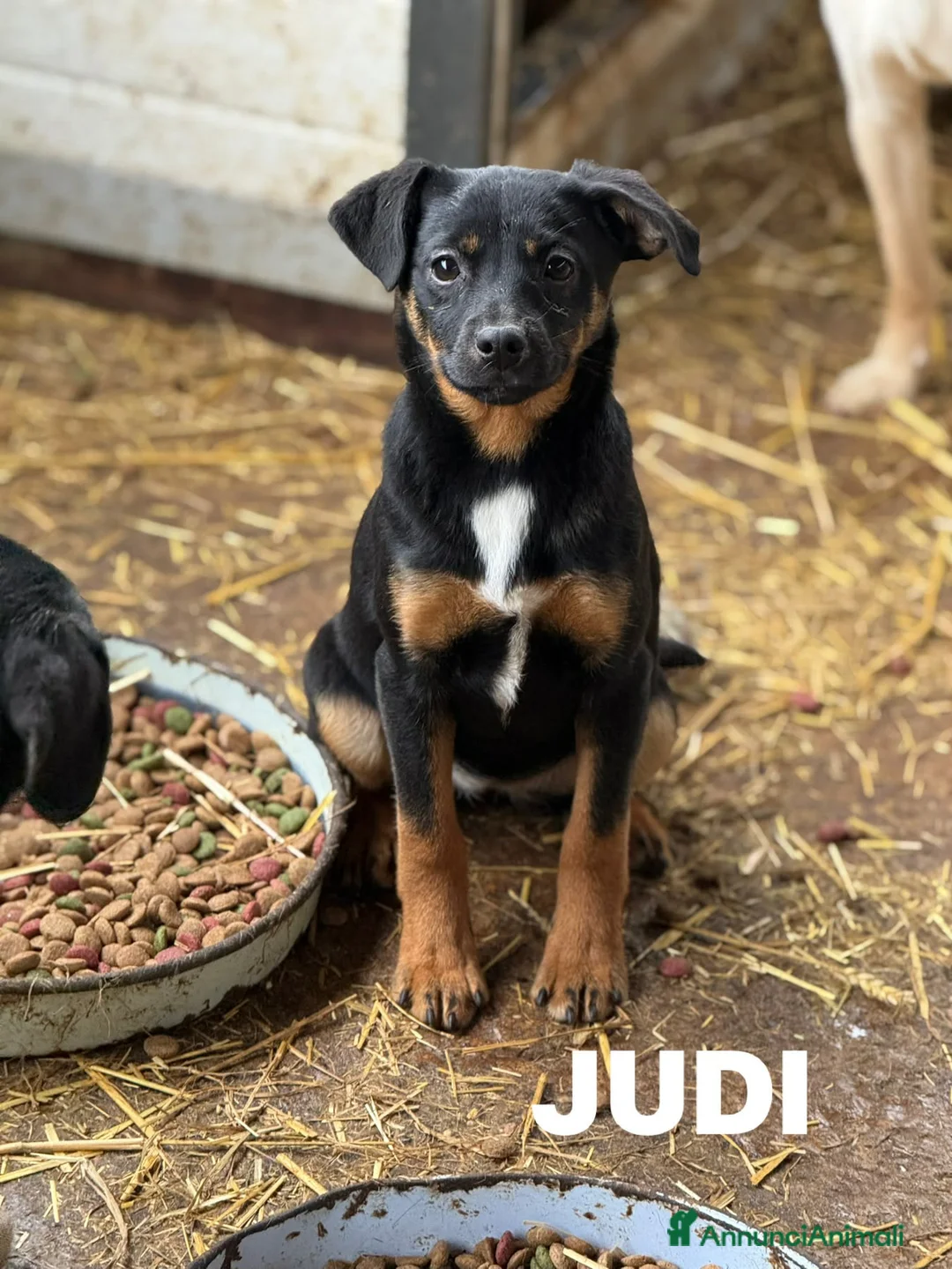Meticcio cani in regalo: JUDI, cucciola rimasta sola! TG MEDIO PICCOLA - Annuncio 7