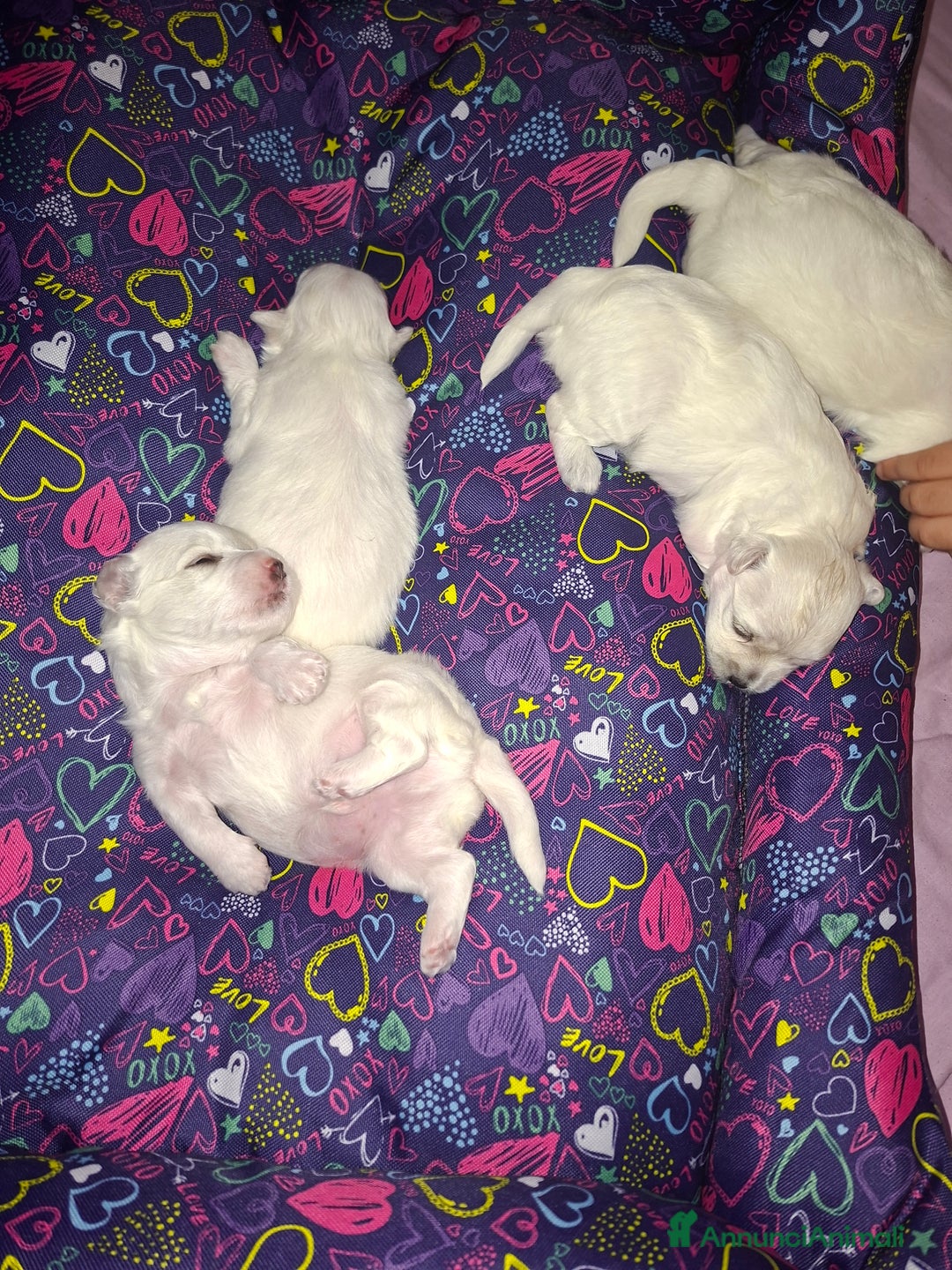 Maltese cani in vendita: Bishon maltese Toy - Annuncio 5