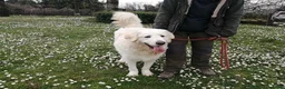 Meticcio cani in regalo: IL BELLISSIMO BYRON CERCA LA SUA FAMIGLIA - Annuncio 3