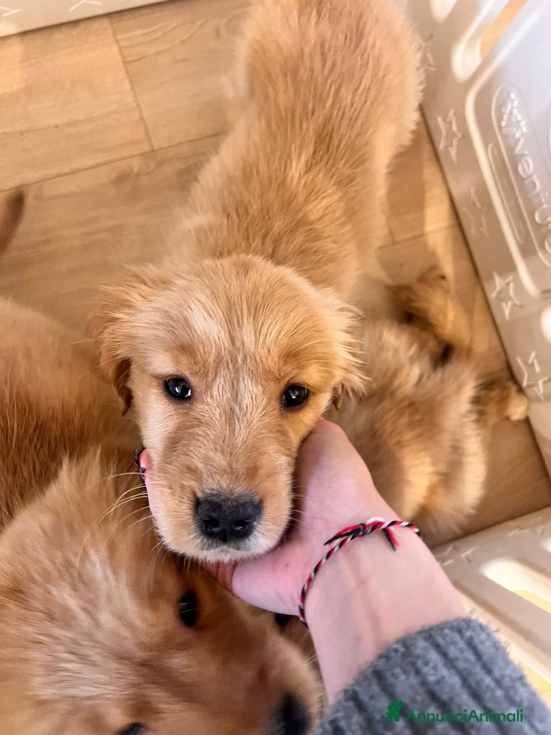 Golden Retriever cani in vendita: Cucciole Golden Retriever 100% americane - Annuncio 4