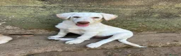 Meticcio cani in regalo: Lumi cerca casa 🏠 - Annuncio 6