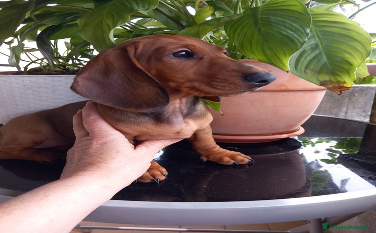 Bassotto cani a Provincia di Brescia - Annuncio 4