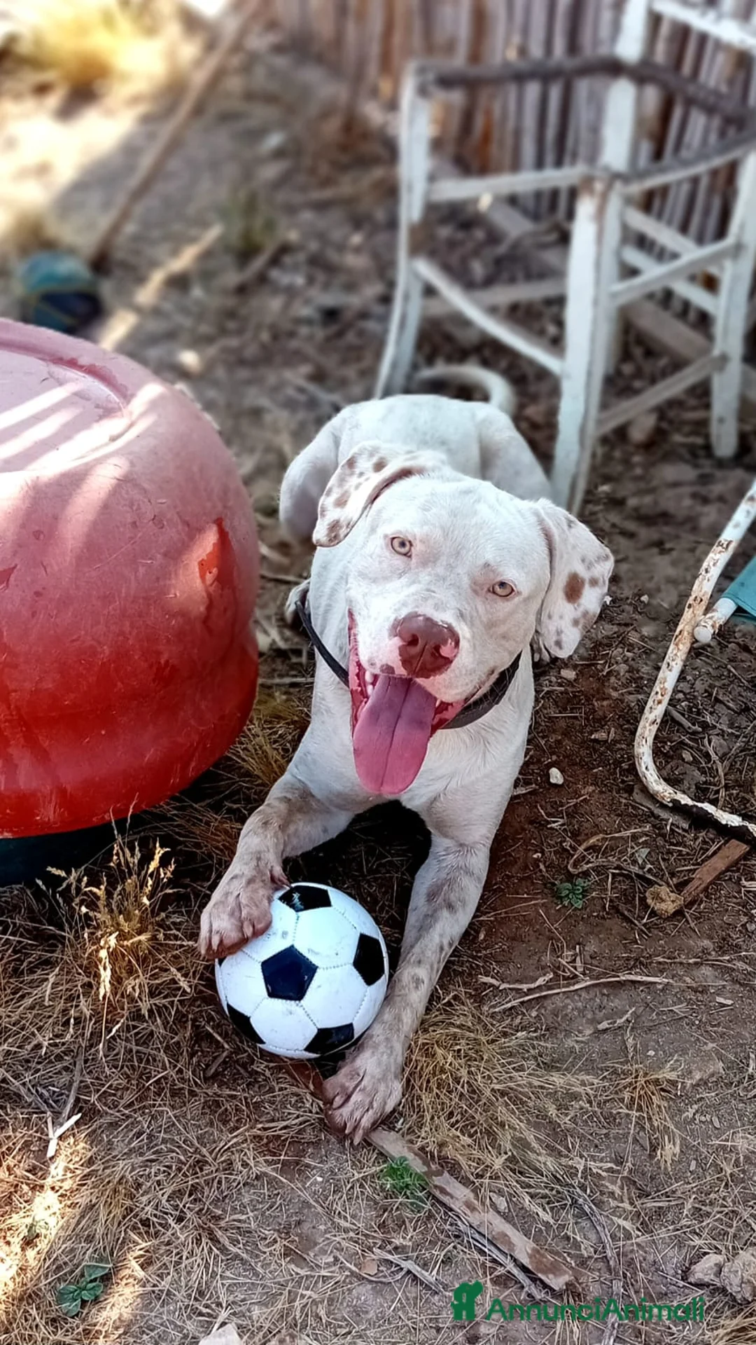 Altre razze cani in regalo: BLANCO  - Annuncio 2