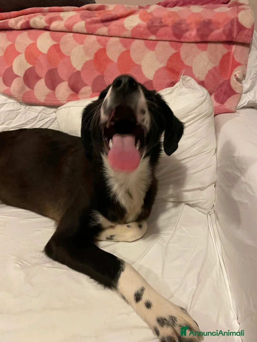 Meticcio cani in regalo: KITTY - Annuncio 3