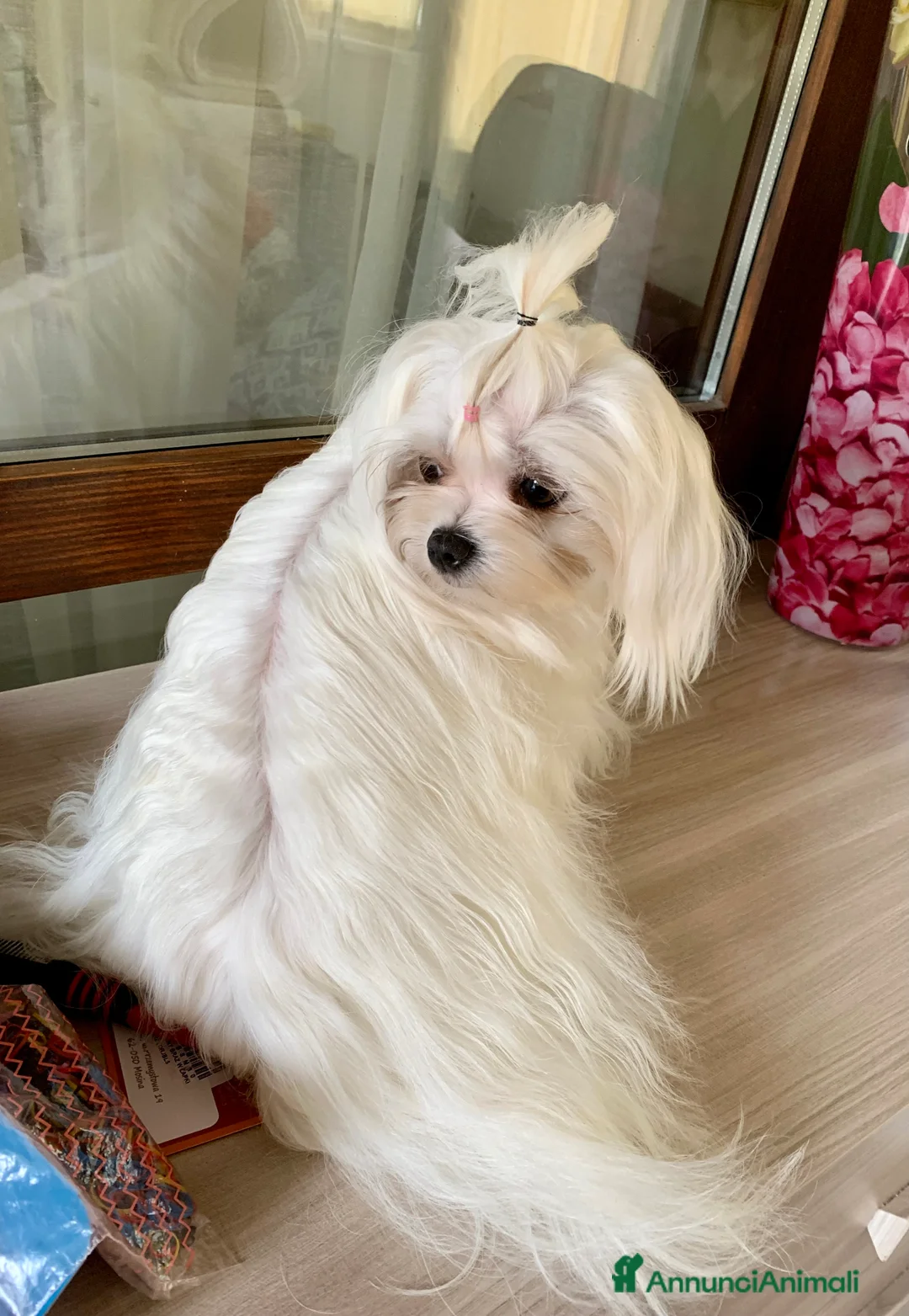 Maltese cani in vendita: Maltese coreano  - Annuncio 3