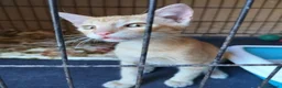 Meticcio gatti in regalo: 2/3 mesi dolcissimo maschietto  - Annuncio 7