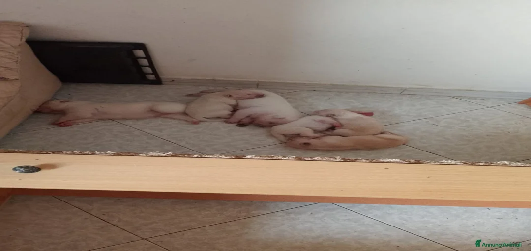 Immagine della galleria {{count}}