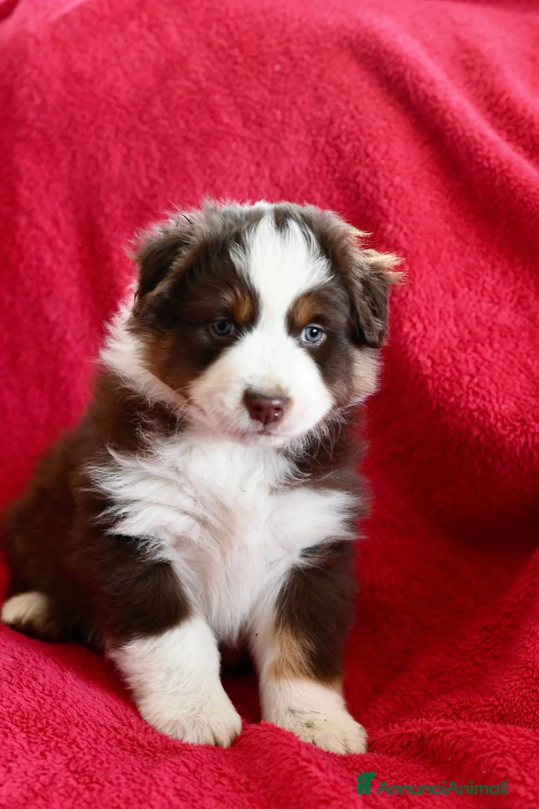 Australian Shepherd cani in vendita: Cuccioli di Pastore Australiano  - Annuncio 4