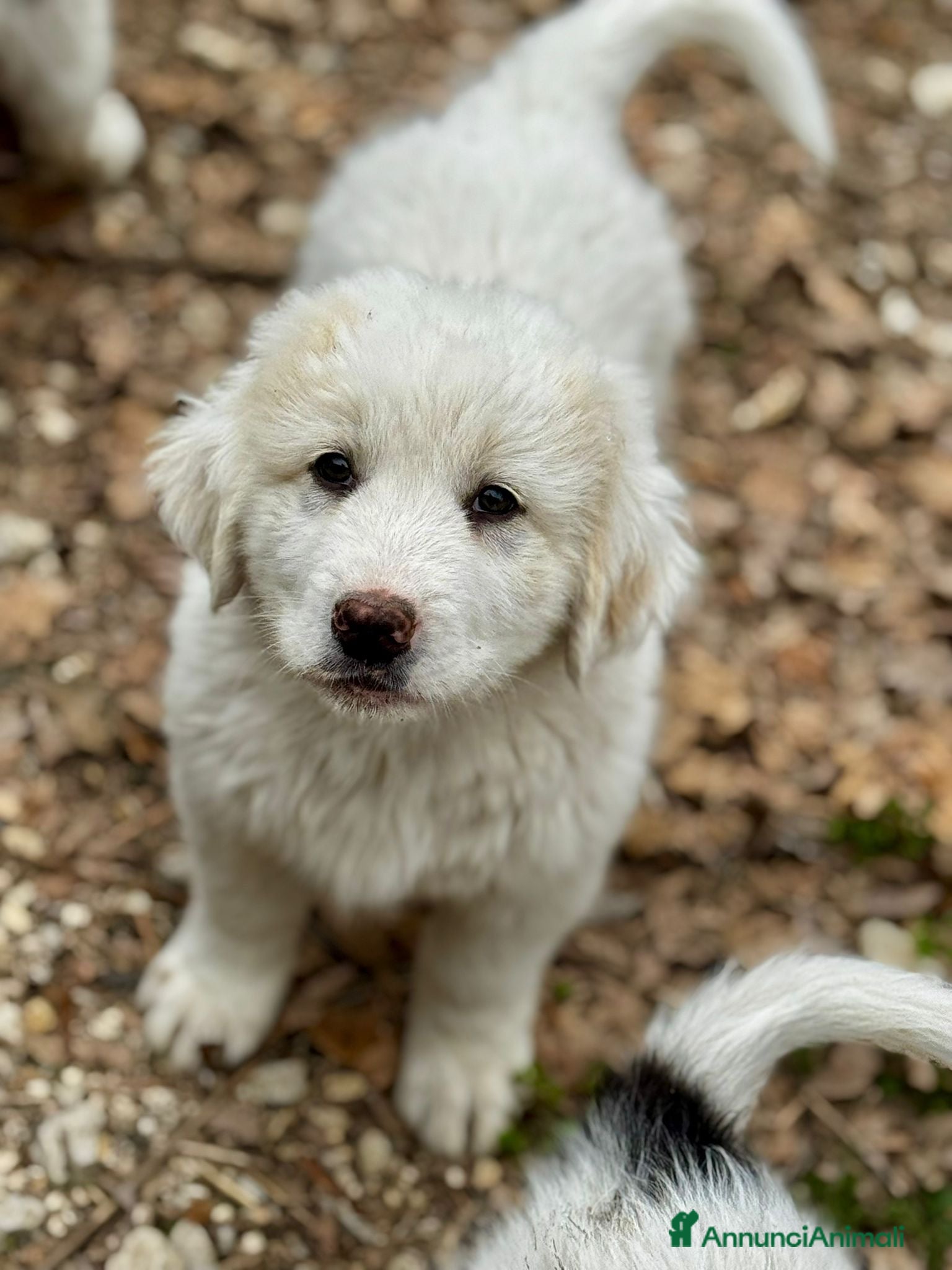 Meticcio cani Ballo  - Annuncio 6