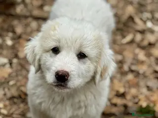 Meticcio cani Ballo - Annuncio 7