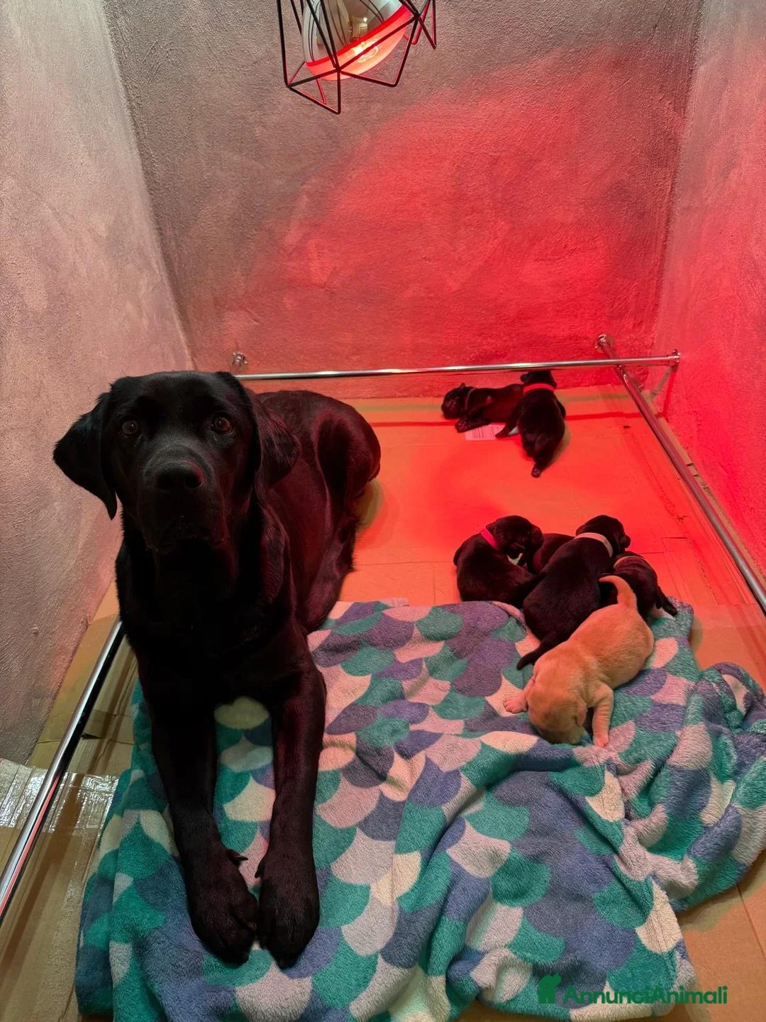 Labrador cani Cuccioli di Labrador - Annuncio 3